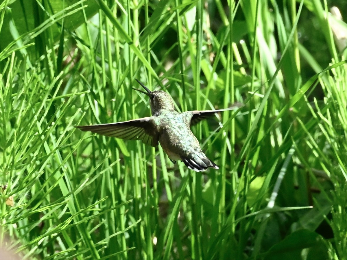Broad-tailed Hummingbird - ML636427854