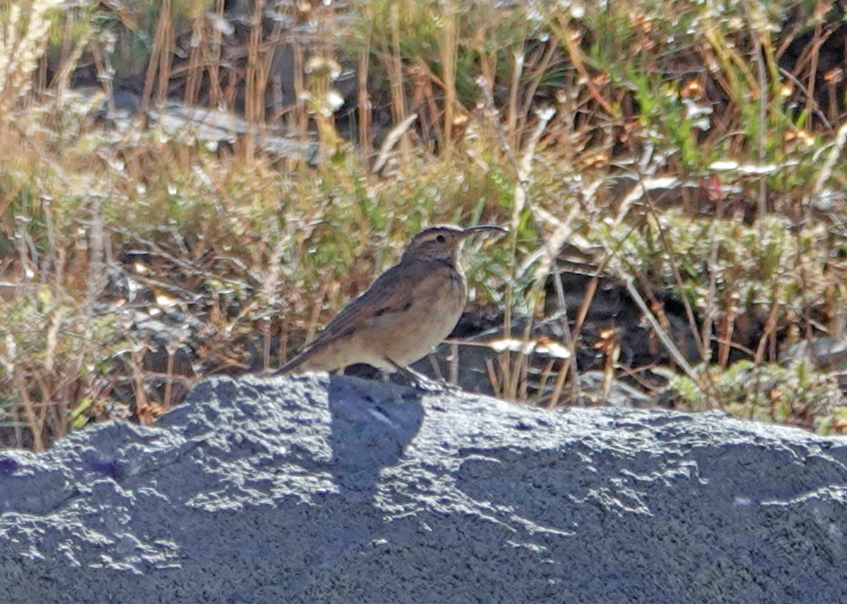 Scale-throated Earthcreeper - ML636427869