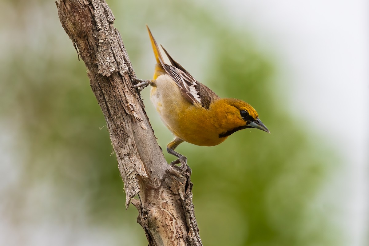 Bullock's Oriole - ML636427874