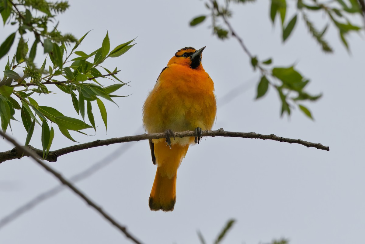 Bullock's Oriole - ML636427875