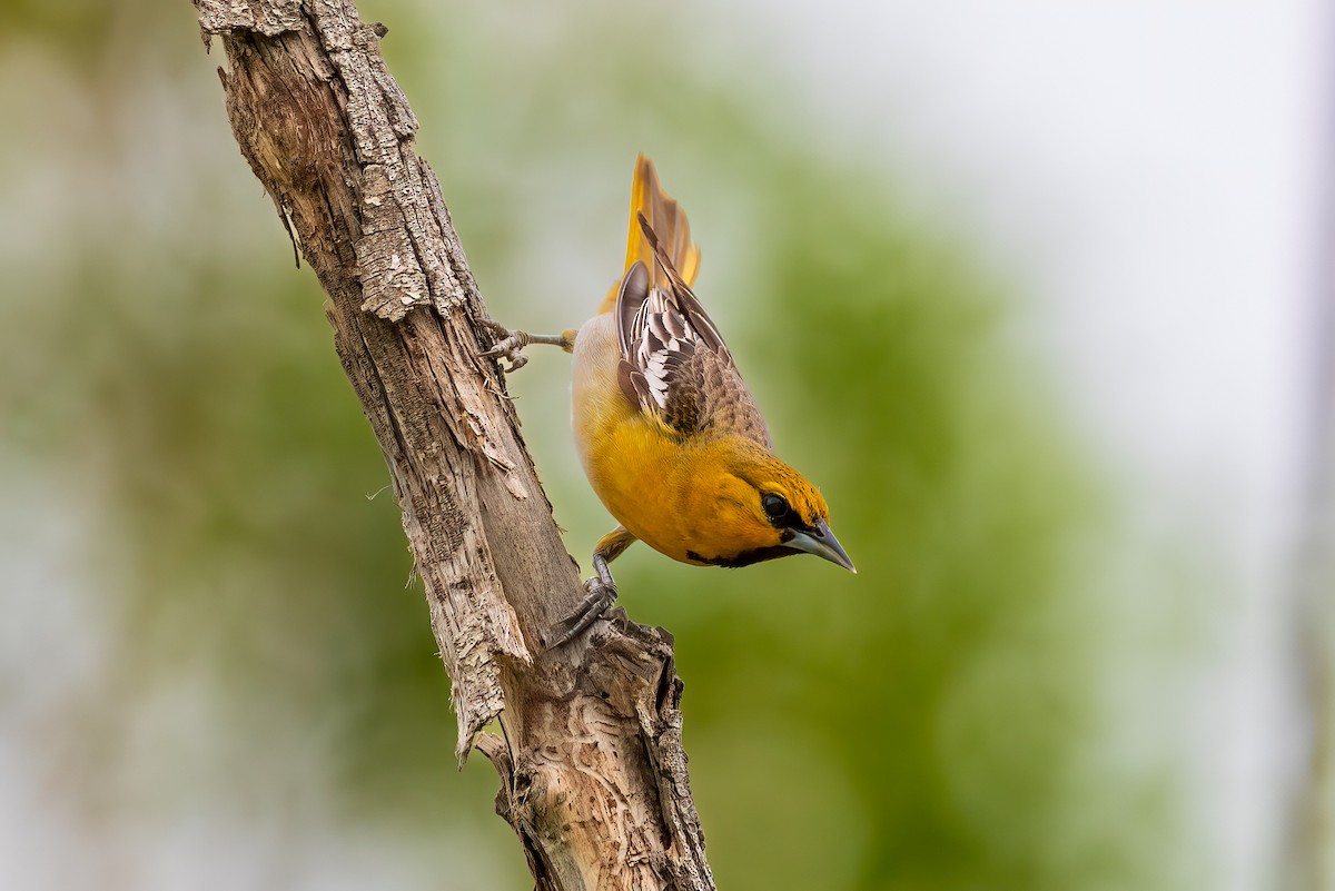 Bullock's Oriole - ML636427877