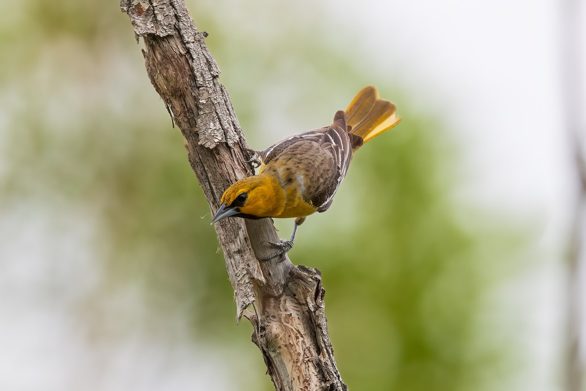 Bullock's Oriole - ML636427878
