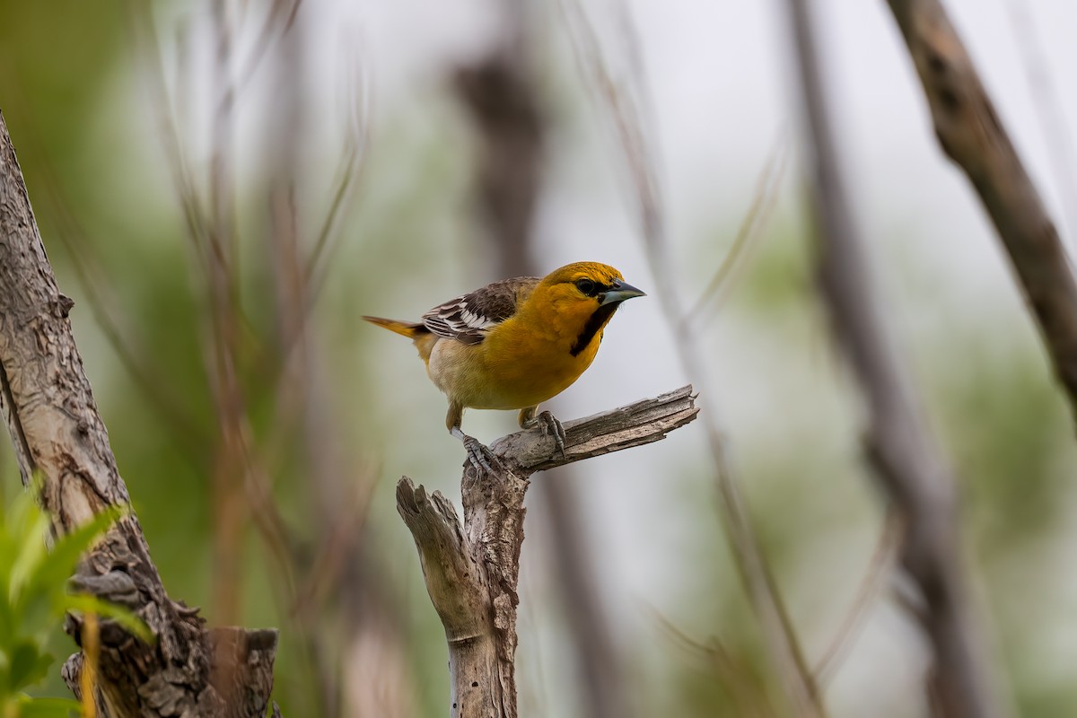 Bullock's Oriole - ML636427879