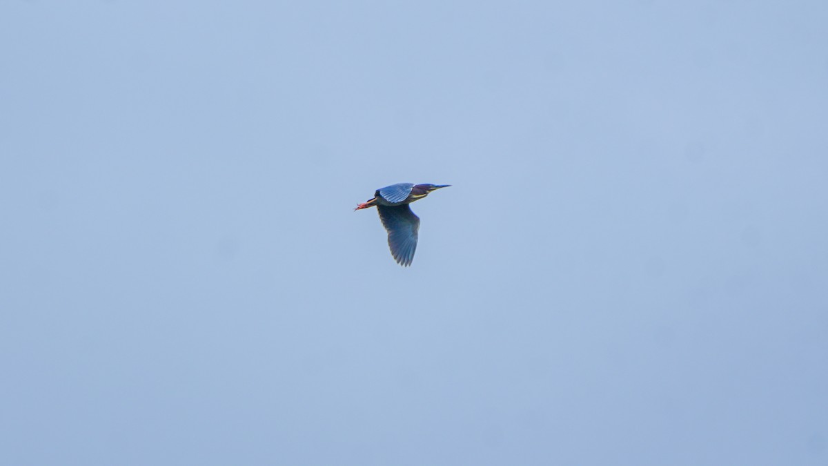 Green Heron - ML636427894