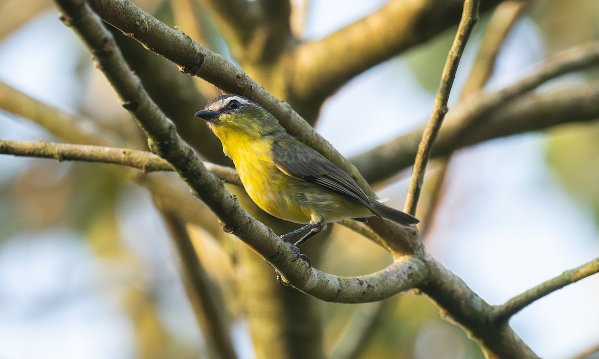 Yellow-bellied Tyrannulet - ML636427919