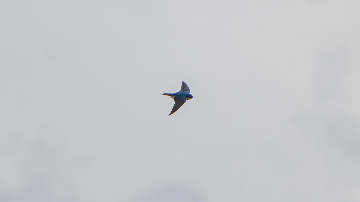 Tree Swallow - ML636427927