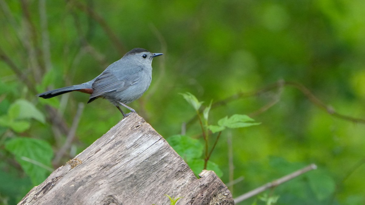 Gray Catbird - ML636427940