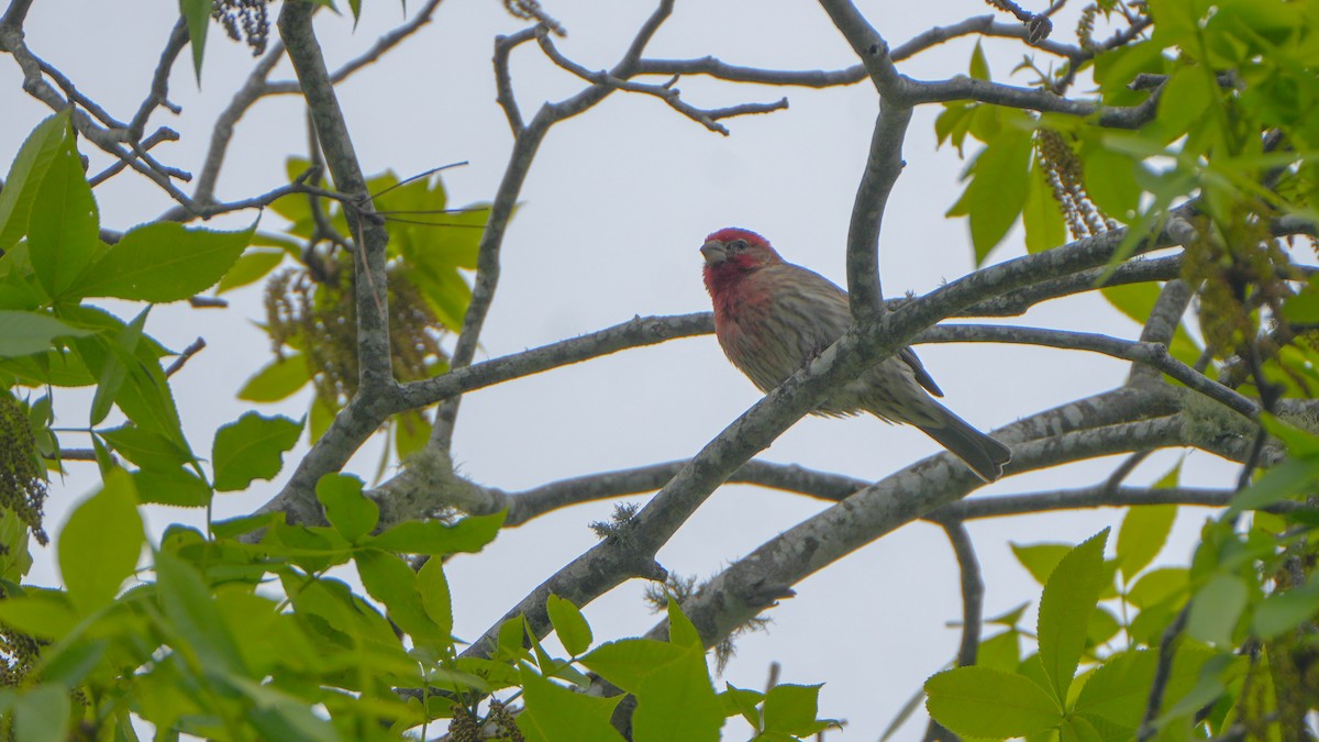 House Finch - ML636427962