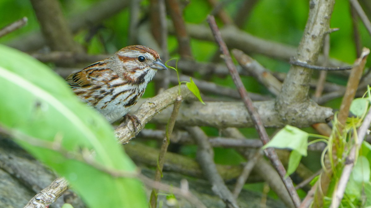 Song Sparrow - ML636427985