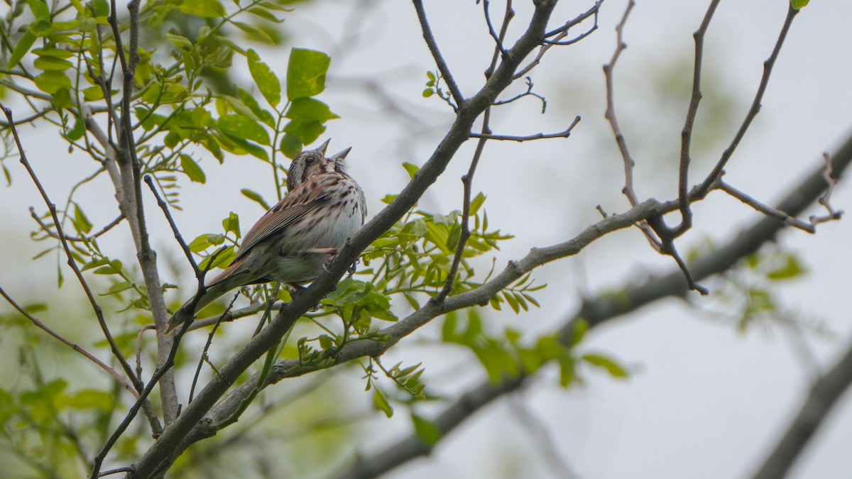Song Sparrow - ML636427987