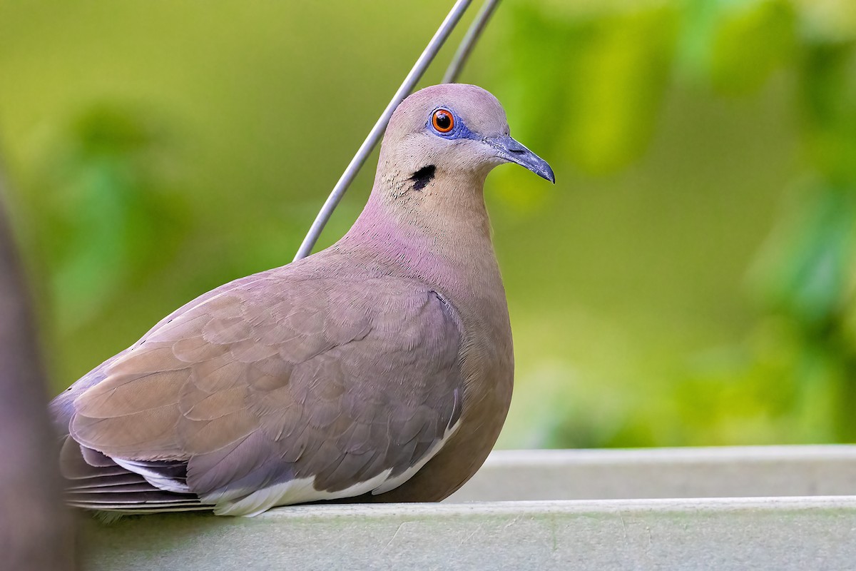 White-winged Dove - ML636427988