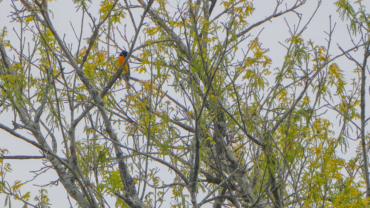 Baltimore Oriole - ML636427997
