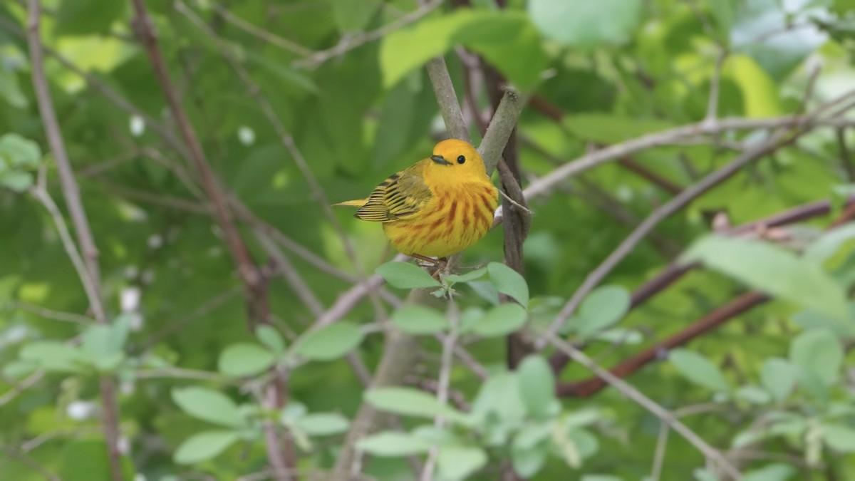 Yellow Warbler - ML636428020