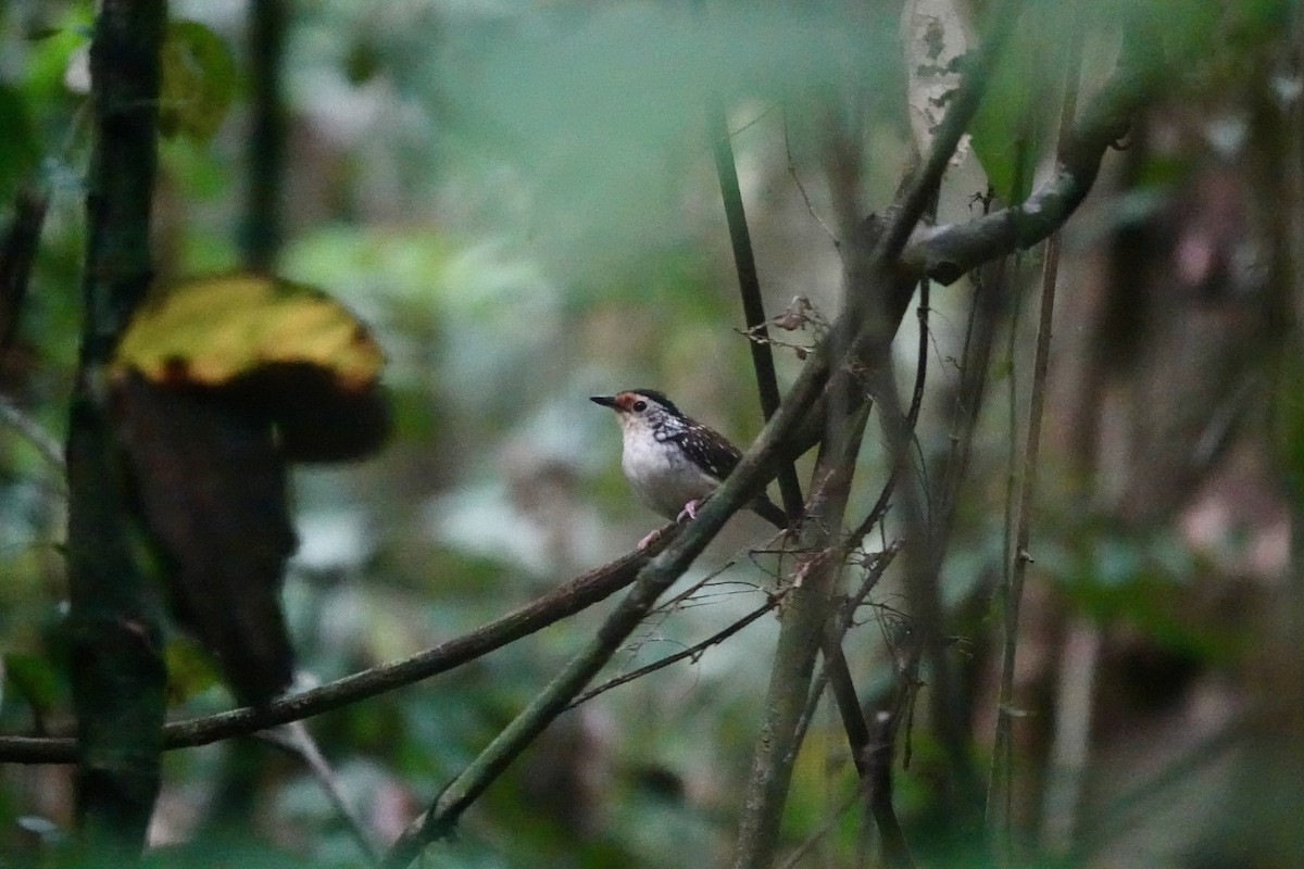 Striped Wren-Babbler - ML636428030