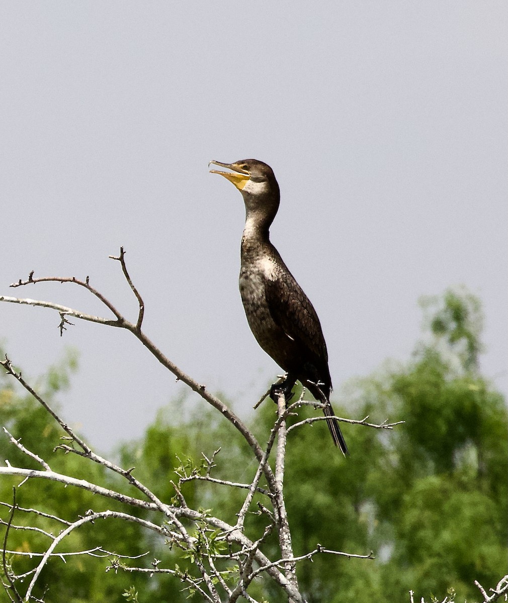 Neotropic Cormorant - ML636428113