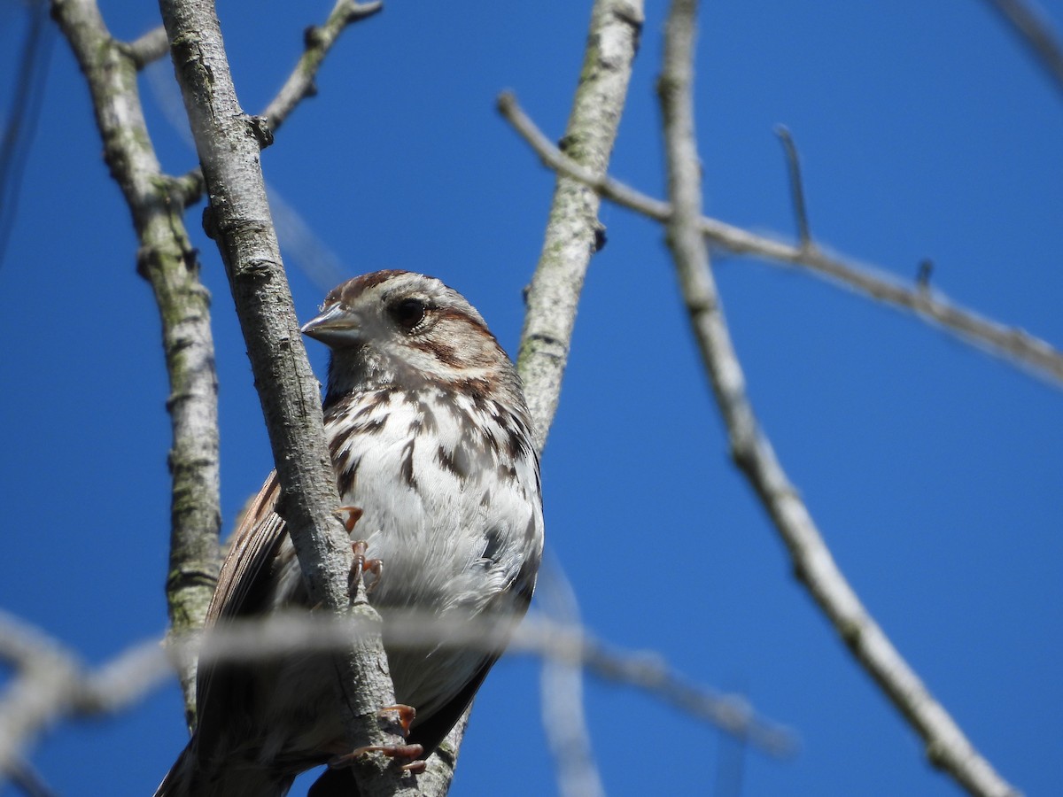Song Sparrow - ML636428146