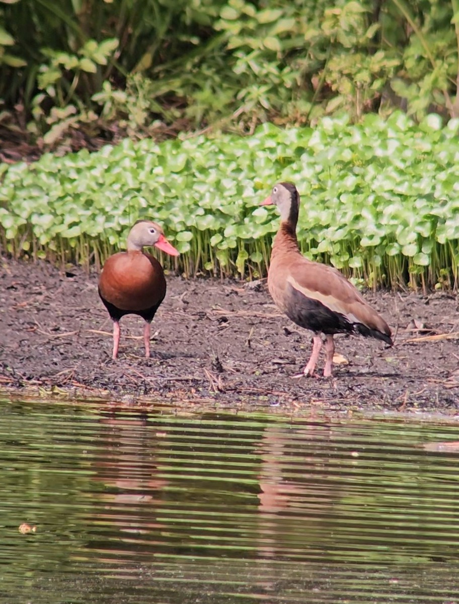 Black-bellied Whistling-Duck - ML636428162