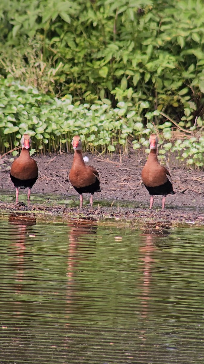 Black-bellied Whistling-Duck - ML636428163