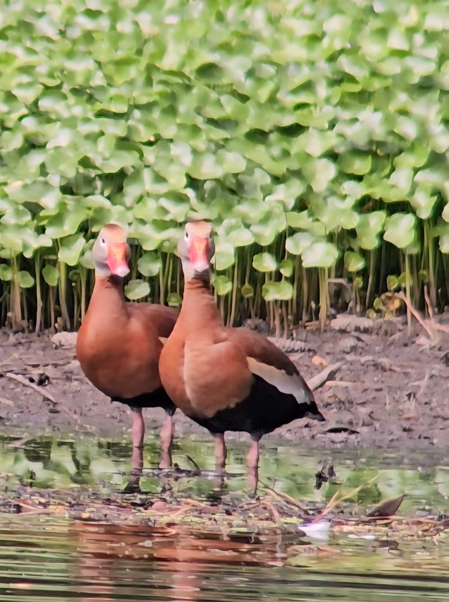 Black-bellied Whistling-Duck - ML636428164
