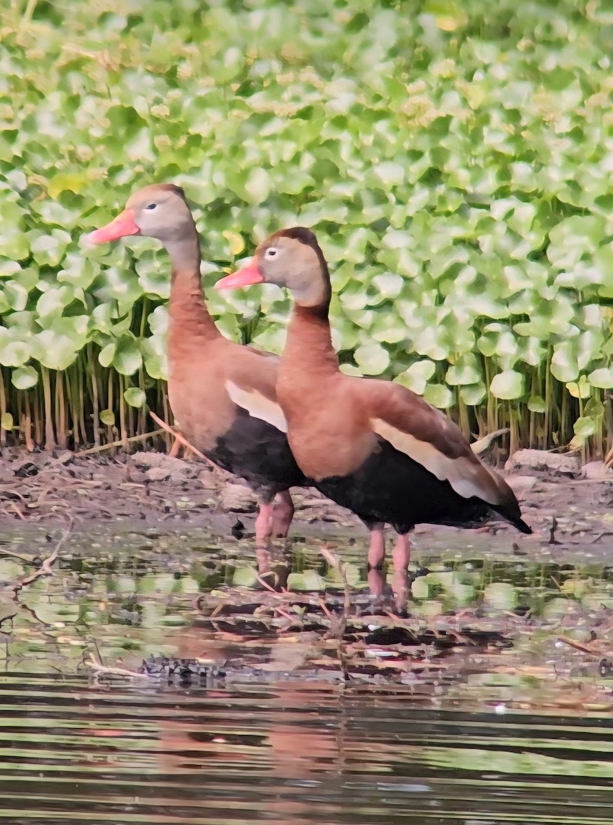 Black-bellied Whistling-Duck - ML636428165