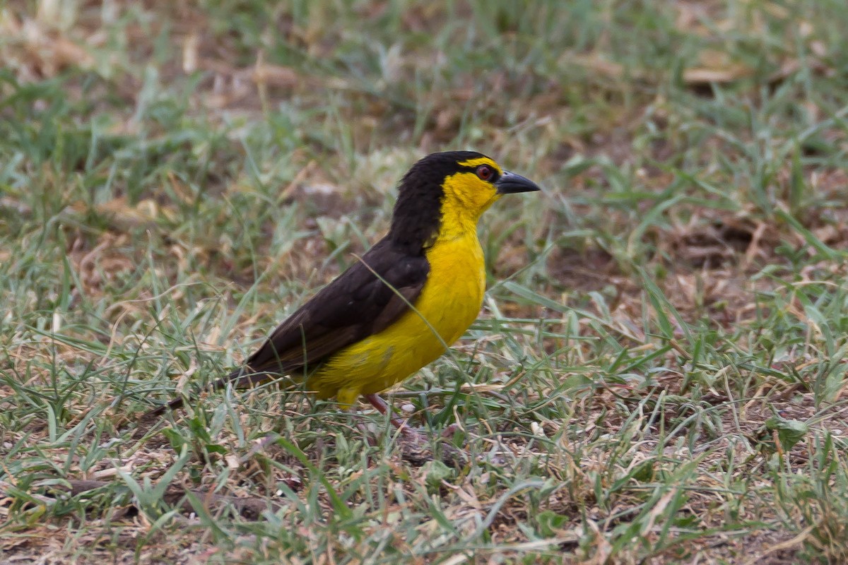 Black-necked Weaver - ML636428217