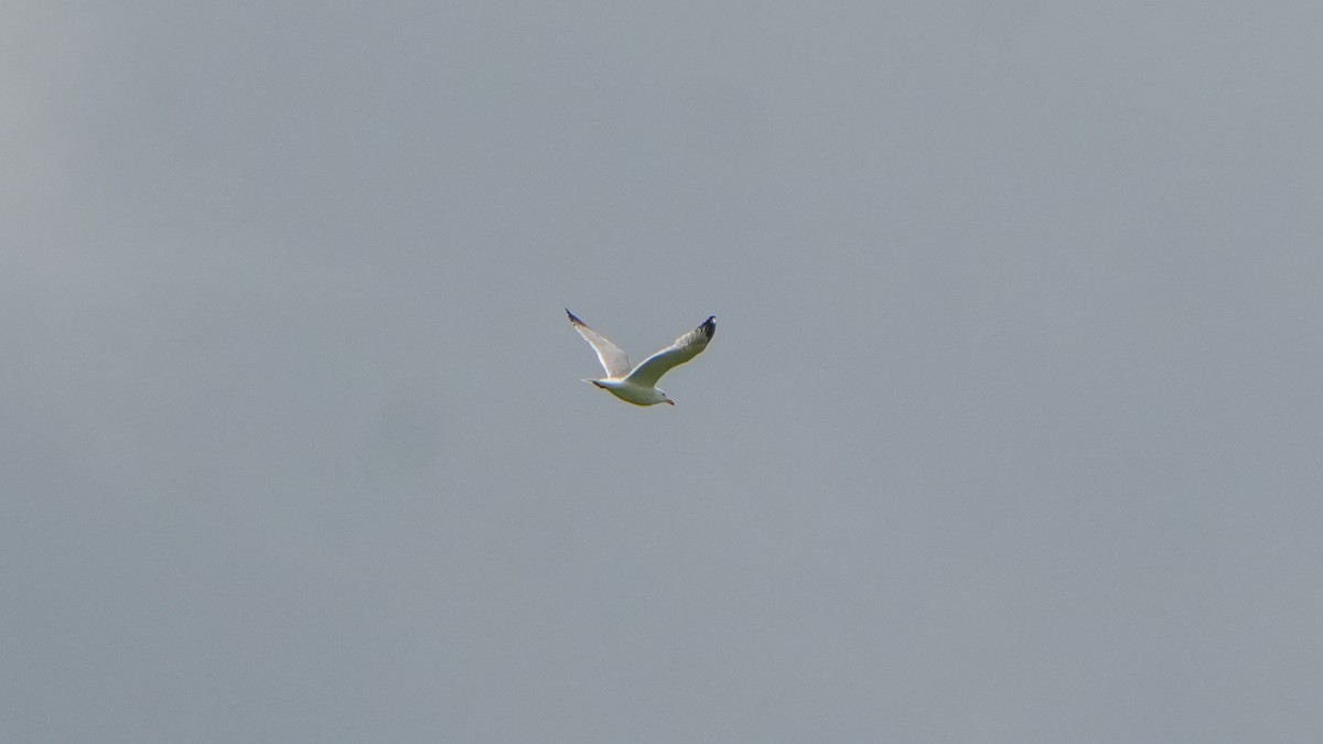 Ring-billed Gull - ML636428276