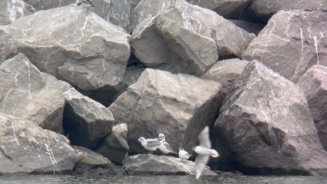 Little Gull - ML636428293