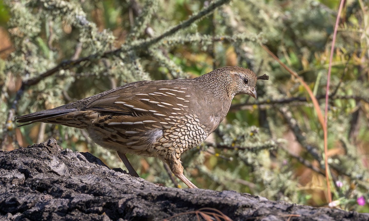 California Quail - ML636428357