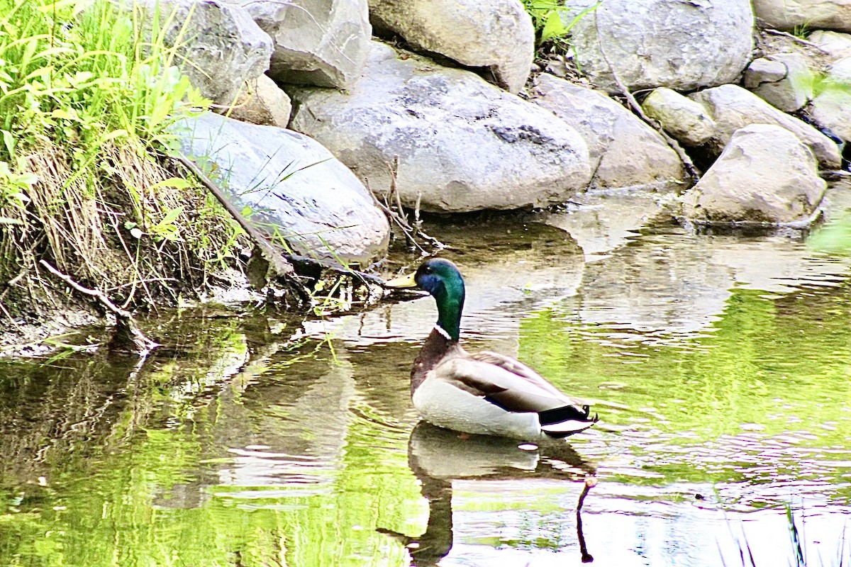 Mallard - ML636428366