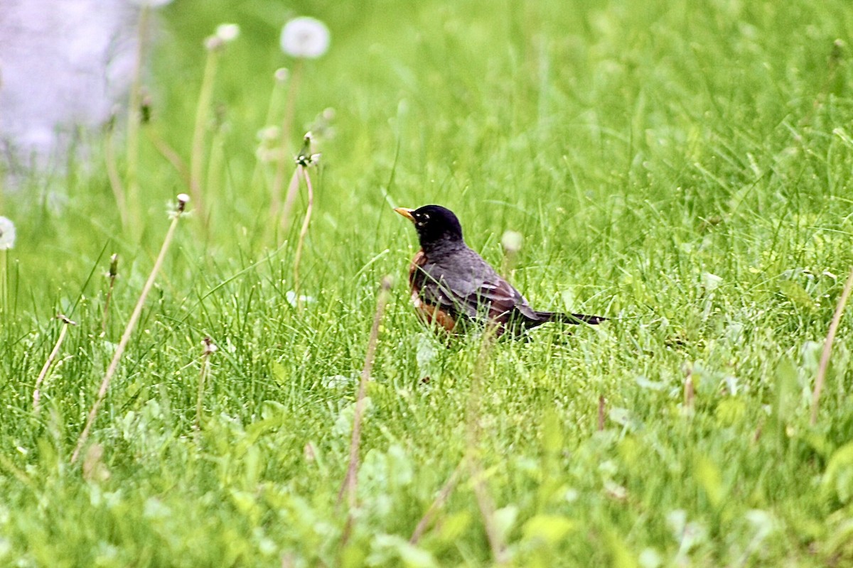 American Robin - ML636428379