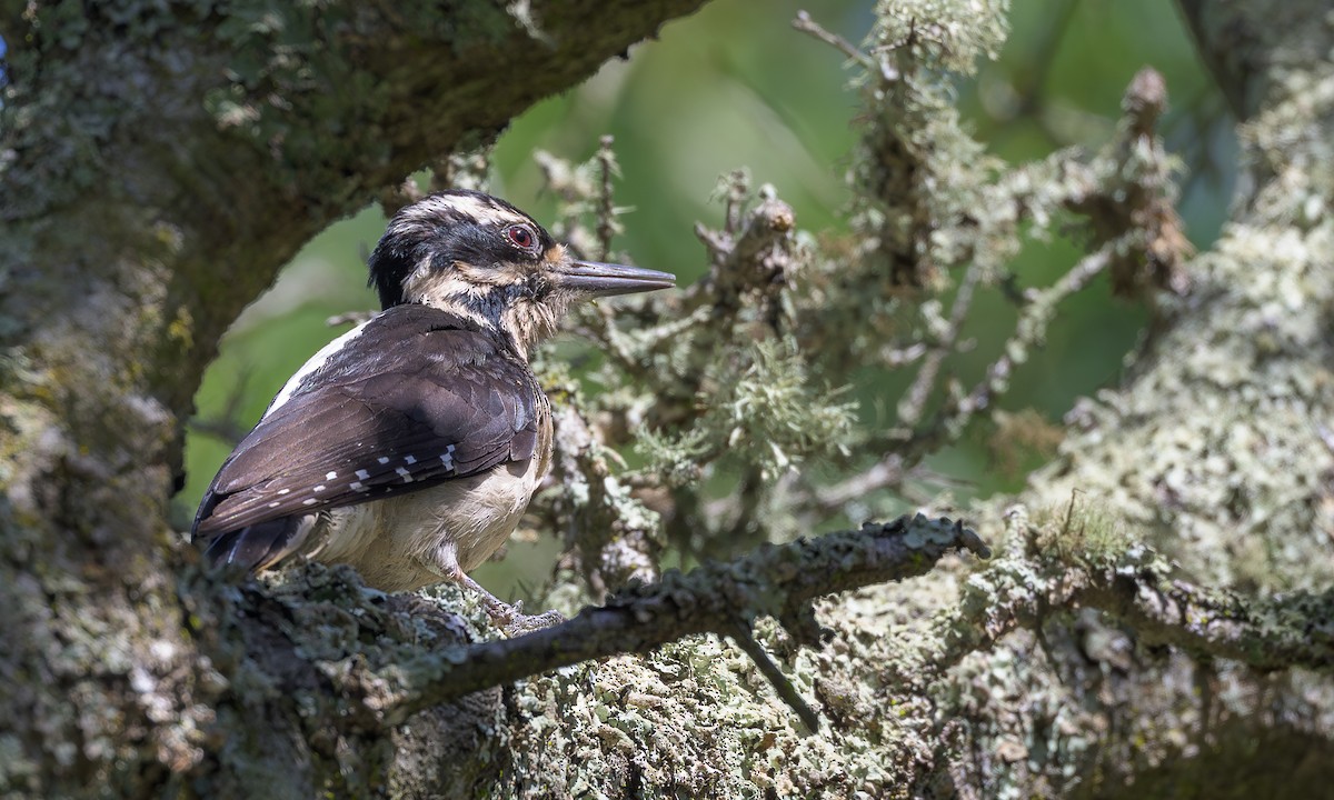 Hairy Woodpecker - ML636428384
