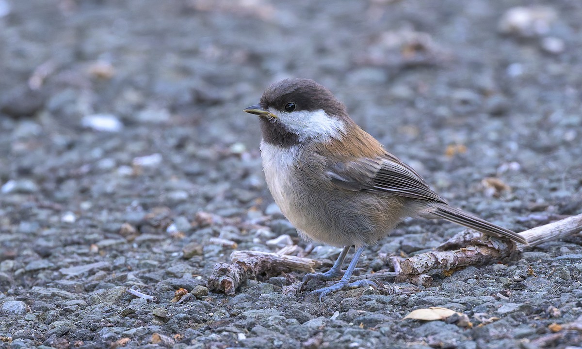 Chestnut-backed Chickadee - ML636428398