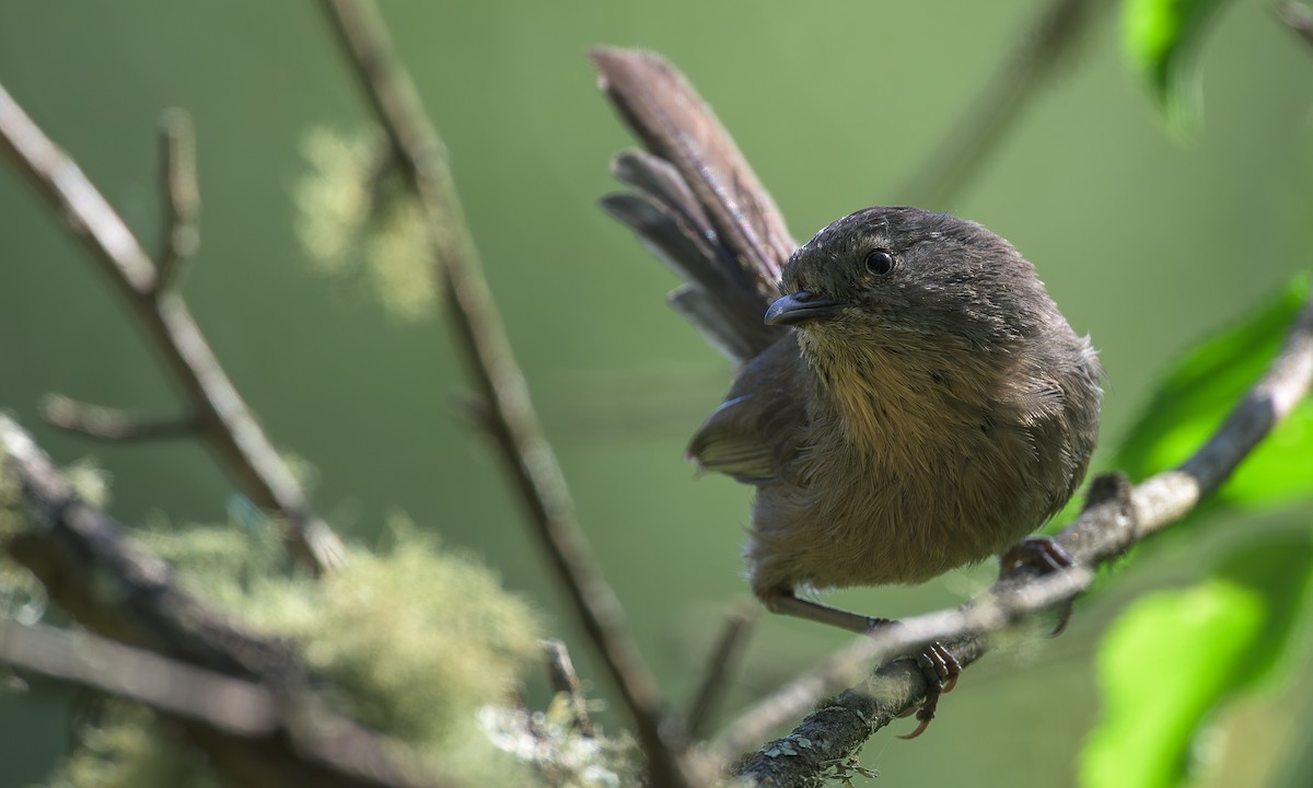 Wrentit - ML636428430