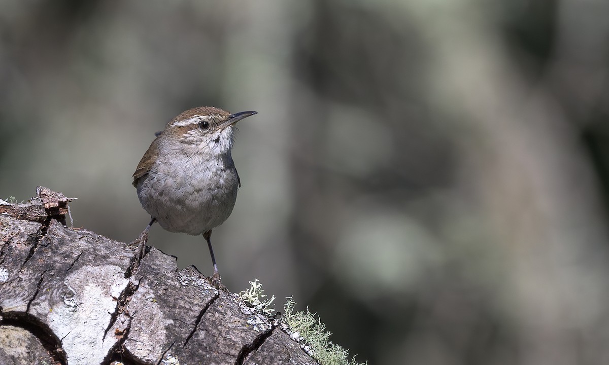 Bewick's Wren - ML636428456