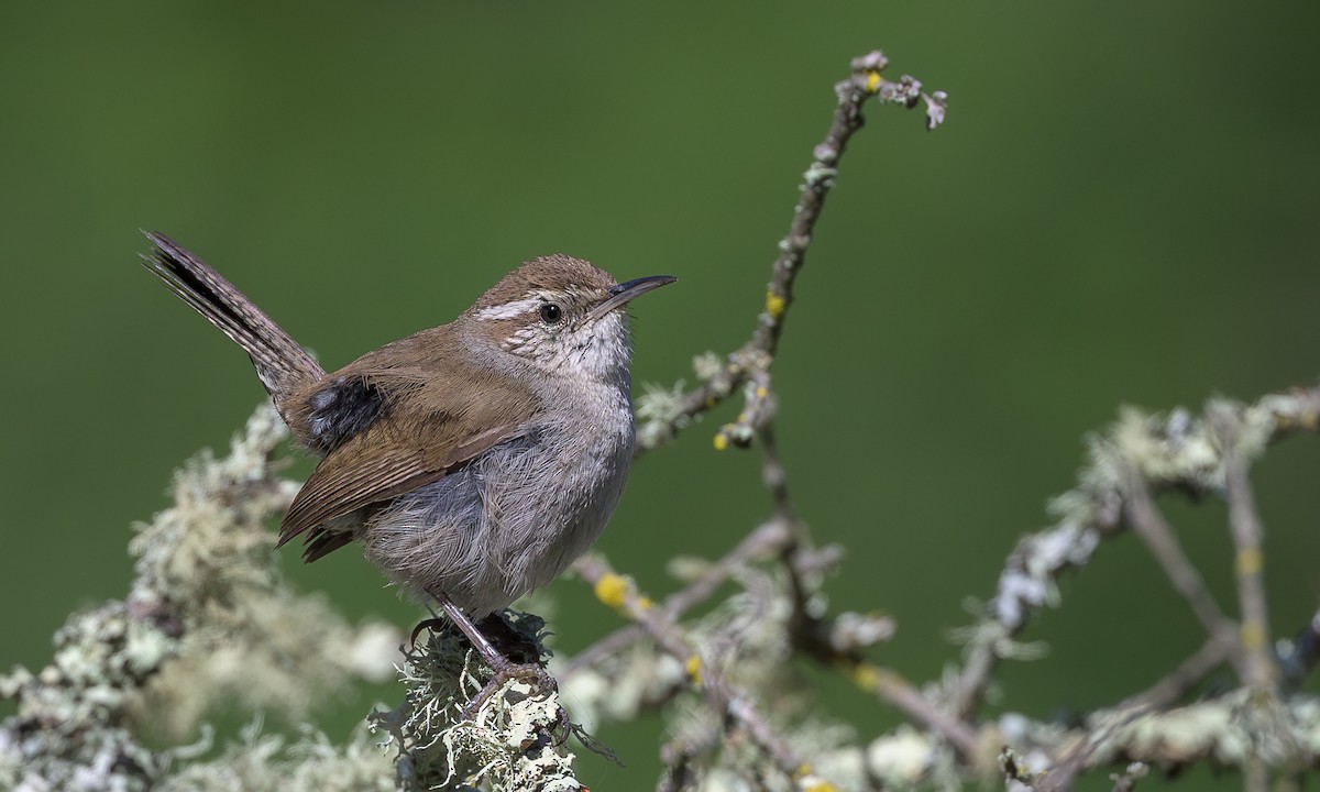 Bewick's Wren - ML636428491
