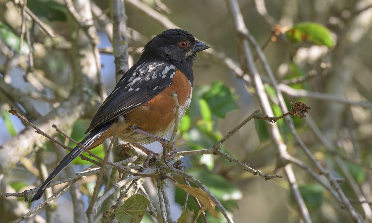 Spotted Towhee - ML636428513