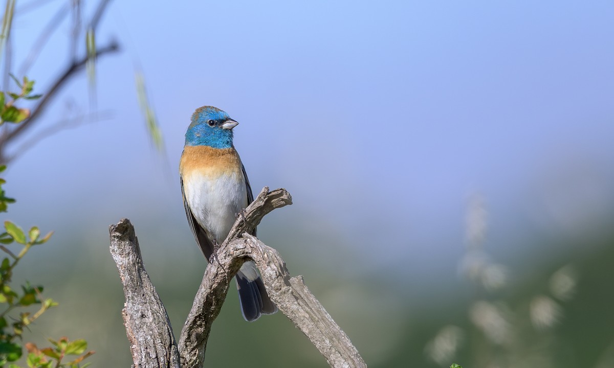 Lazuli Bunting - ML636428555