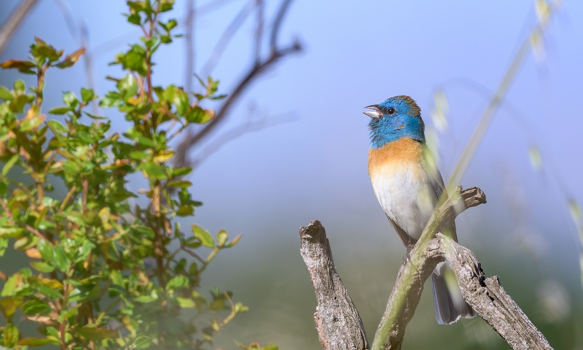 Lazuli Bunting - ML636428556