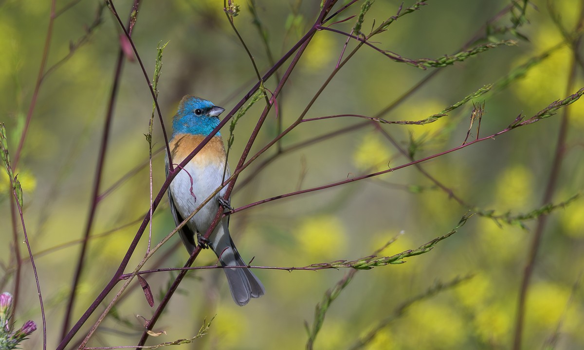 Lazuli Bunting - ML636428557