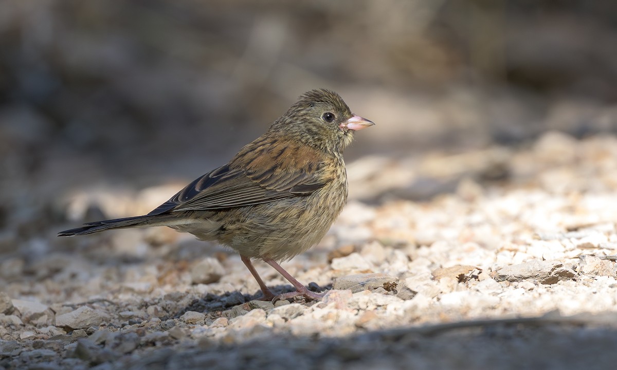 Dark-eyed Junco (Oregon) - ML636428596