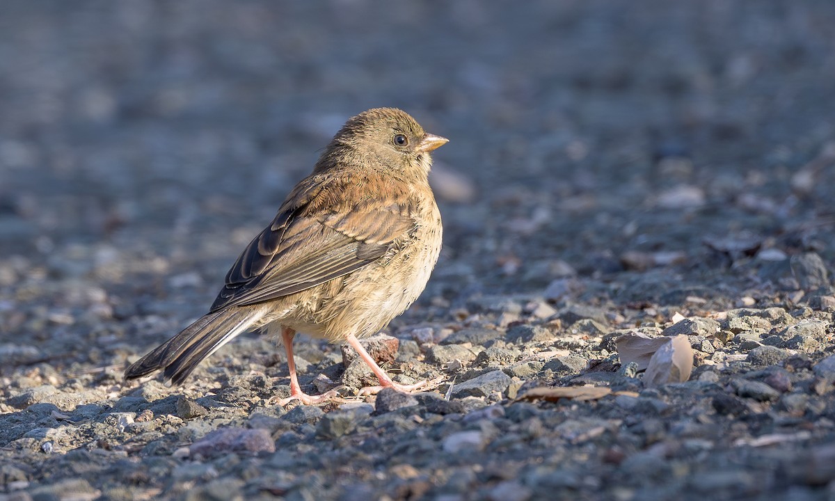 Dark-eyed Junco (Oregon) - ML636428621