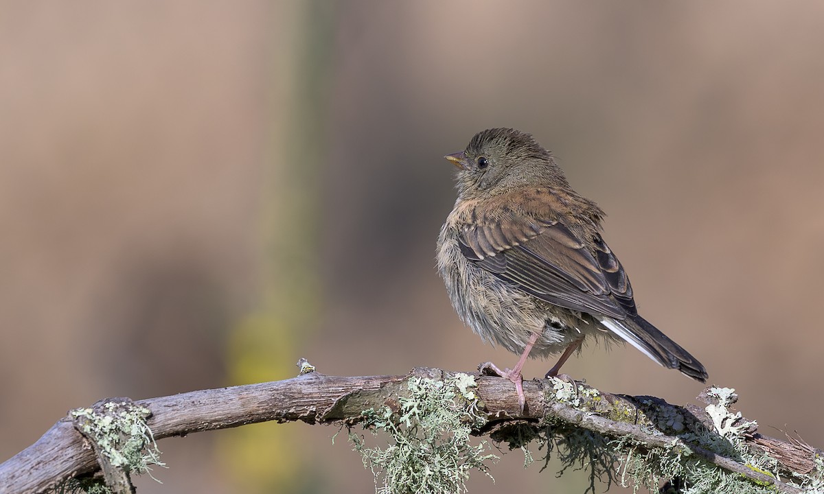 Dark-eyed Junco (Oregon) - ML636428647
