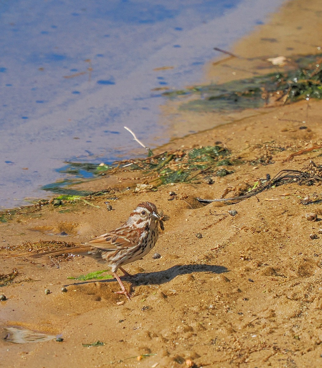 Song Sparrow - ML636428673