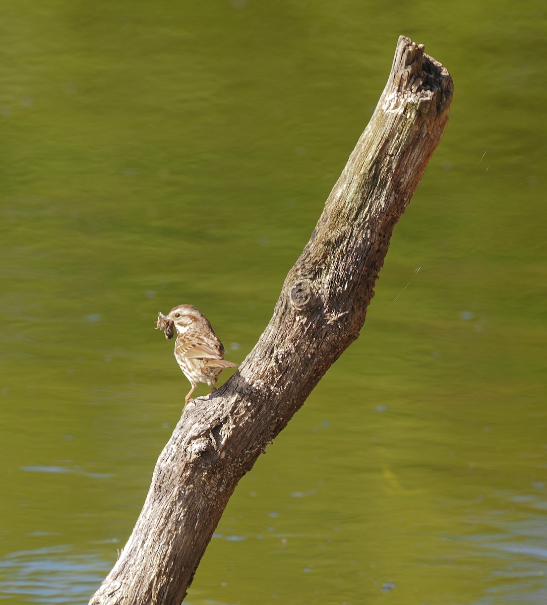 Song Sparrow - ML636428674