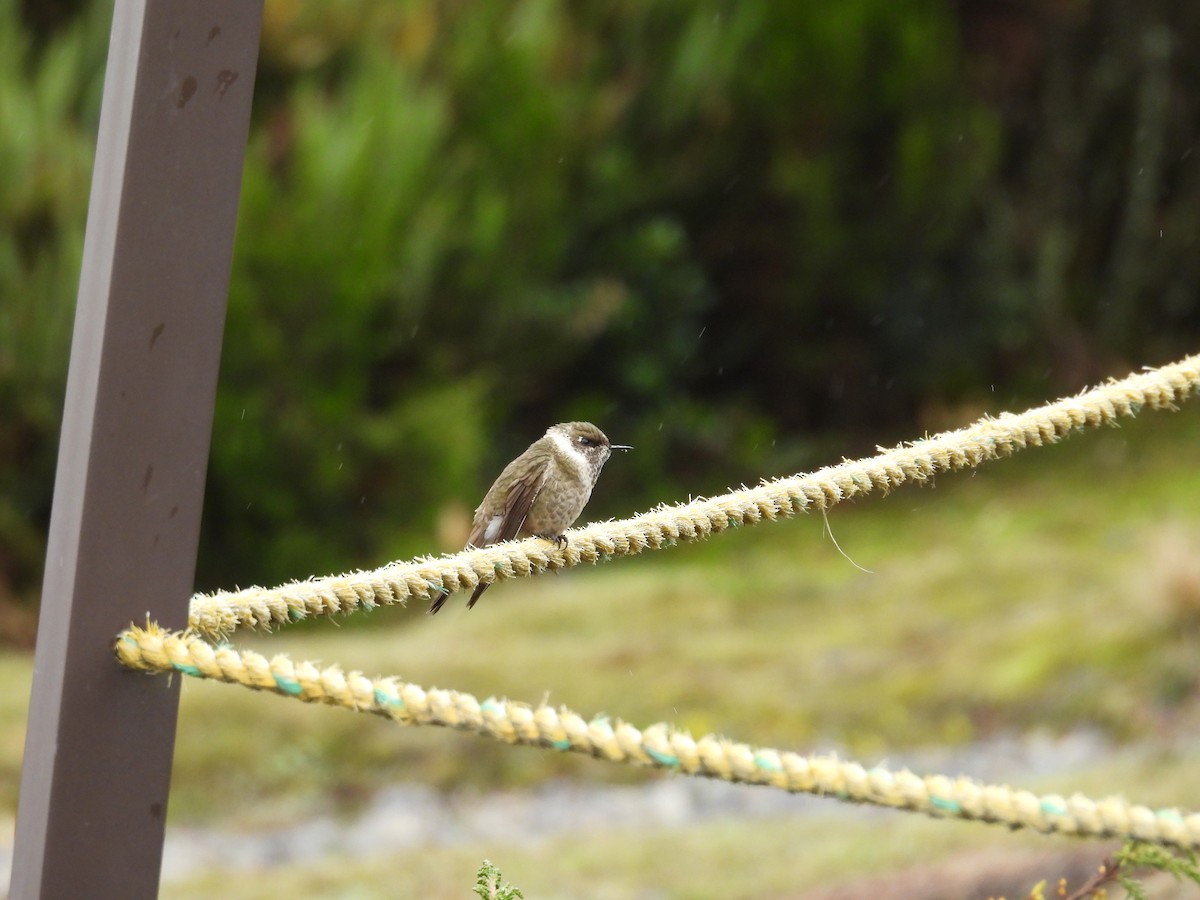 Green-bearded Helmetcrest - ML636428805