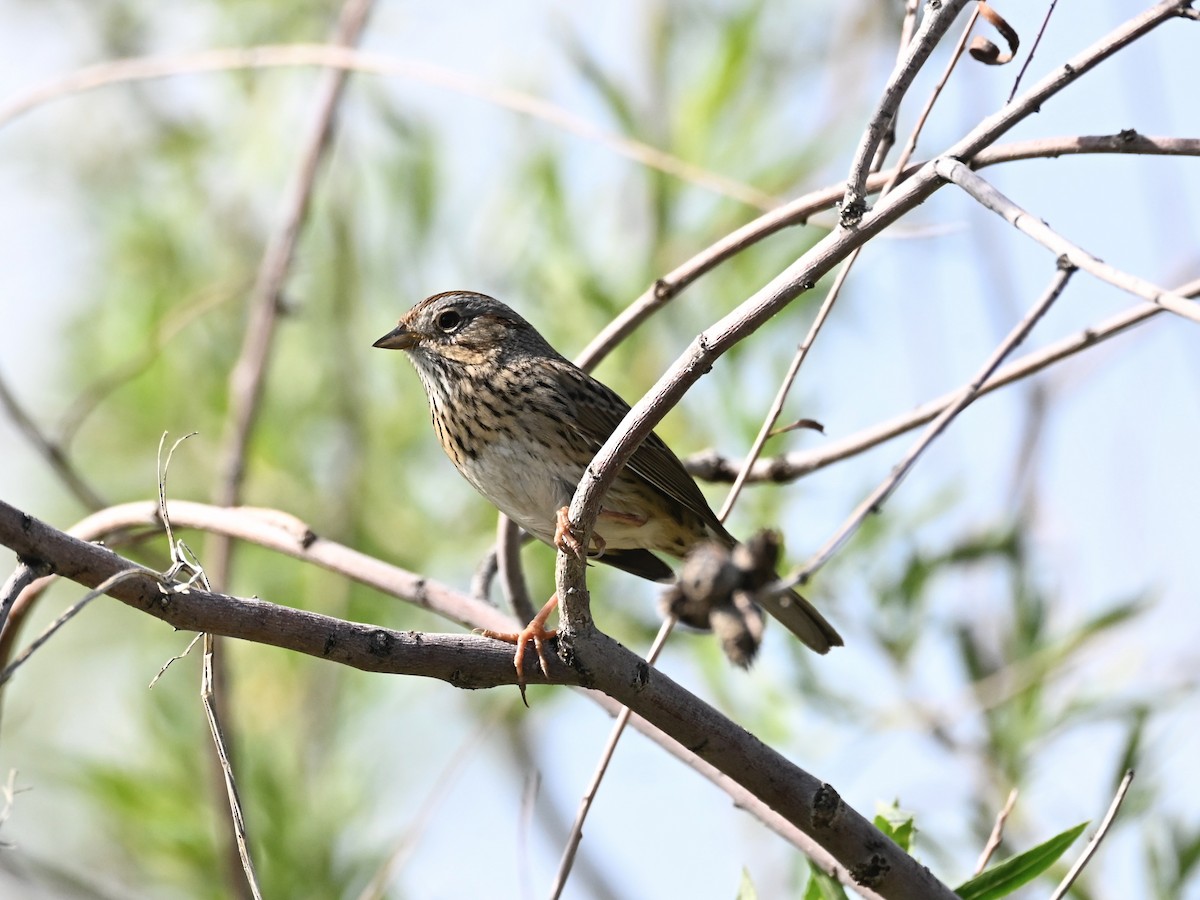 Lincoln's Sparrow - ML636428883