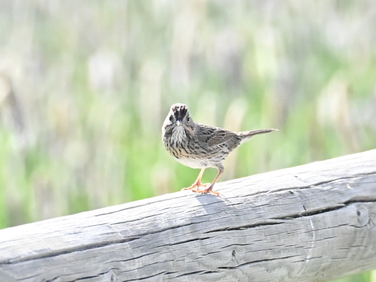 Lincoln's Sparrow - ML636428884