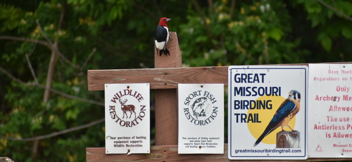 Red-headed Woodpecker - ML636428893