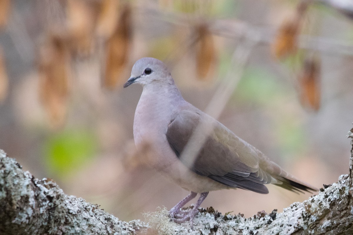 Large-tailed Dove - ML636428928