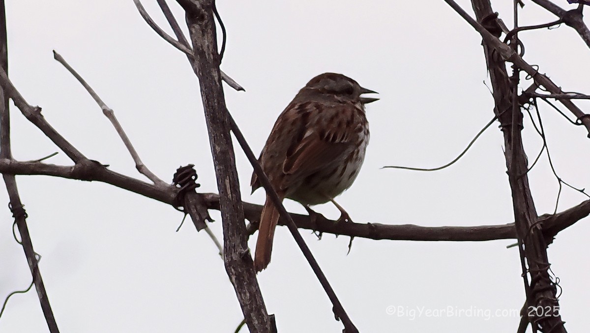 Song Sparrow - ML636428934